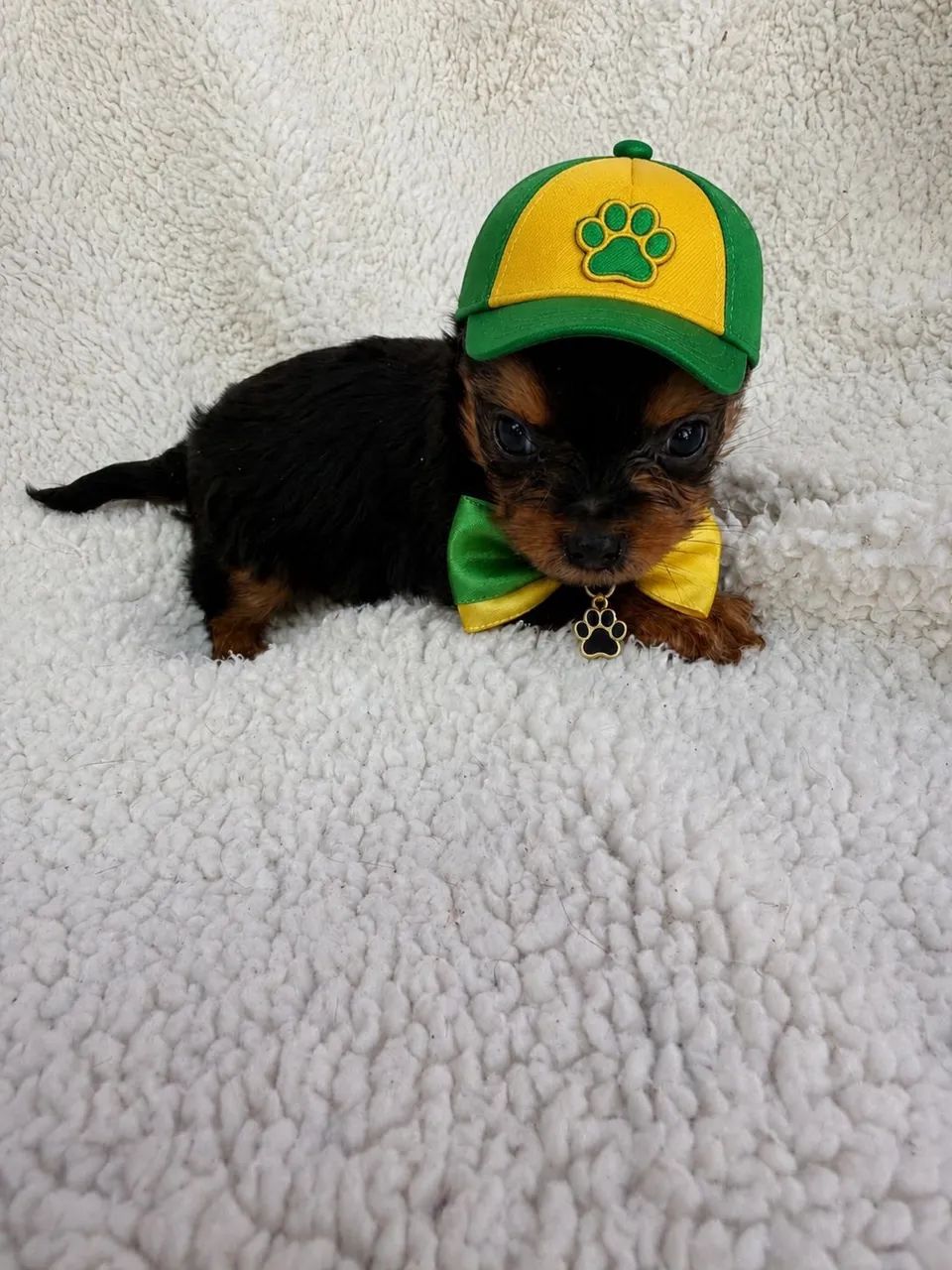 YORKSHIRE TERRIER
