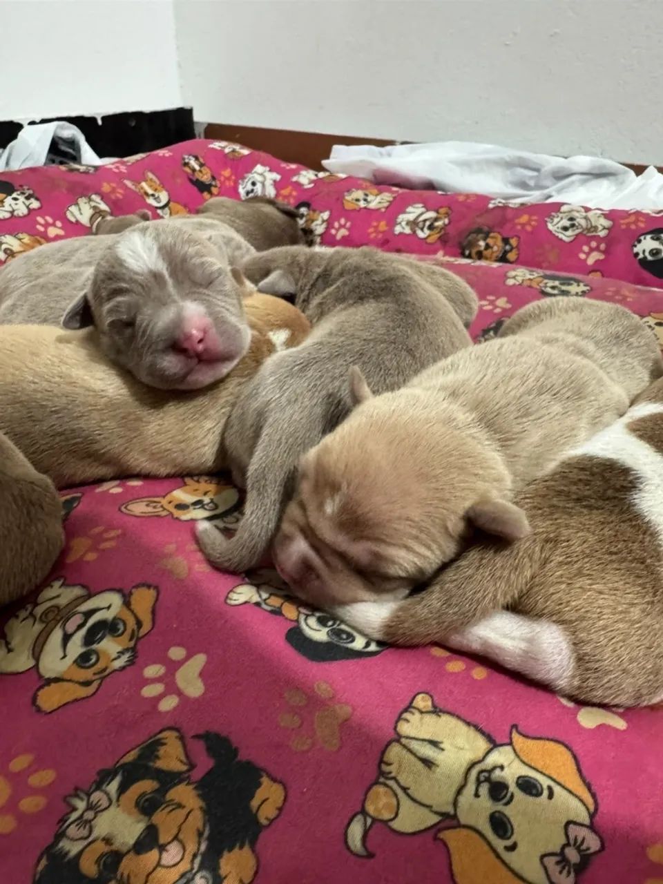 Filhotes American Bully  - Foto 4