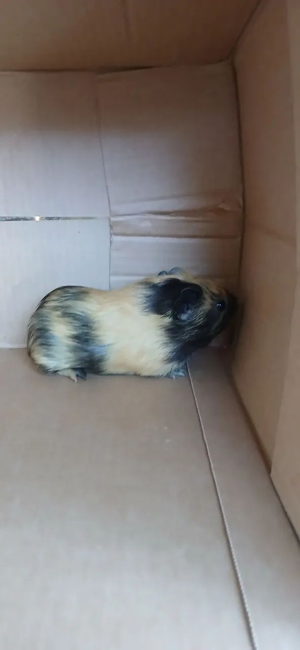 Guinea Pig Lot..439274687264215044