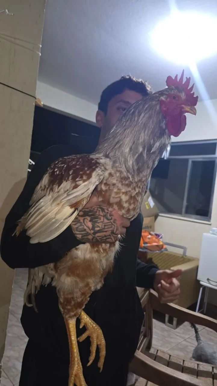 Frango GSB 