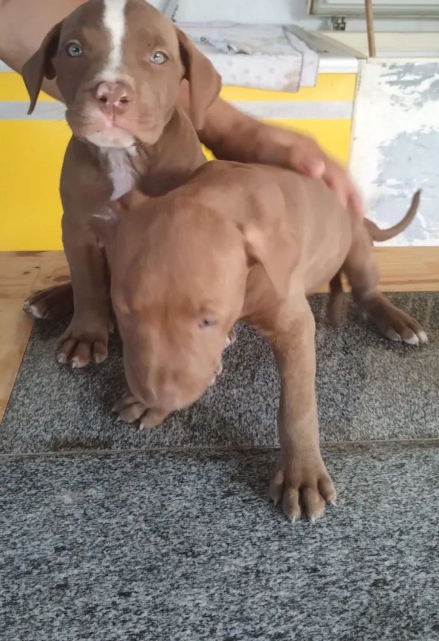 Vendo filhotes Pitbull monster  - Foto 2