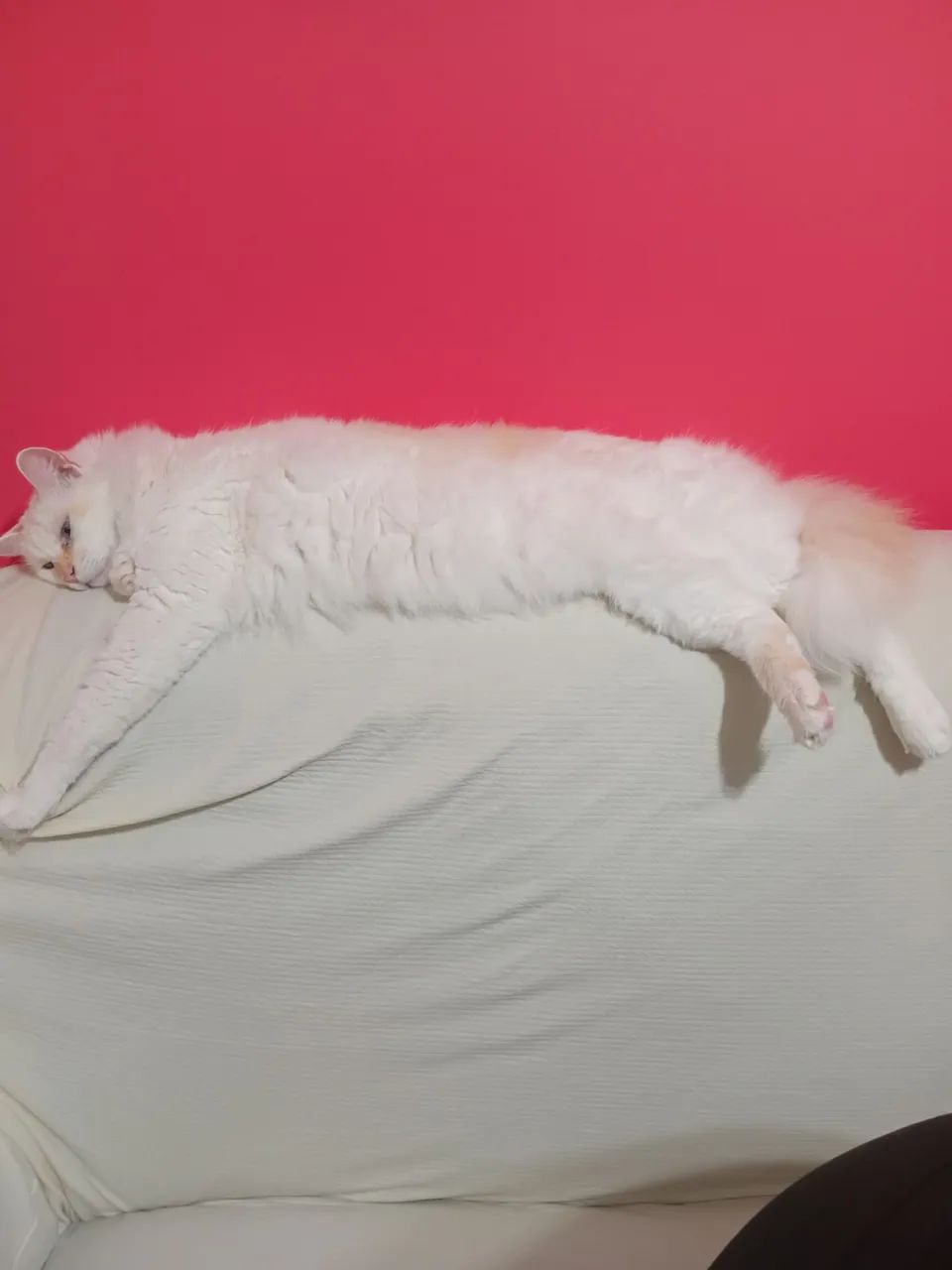 Gato Adulto Castrado para Doação 