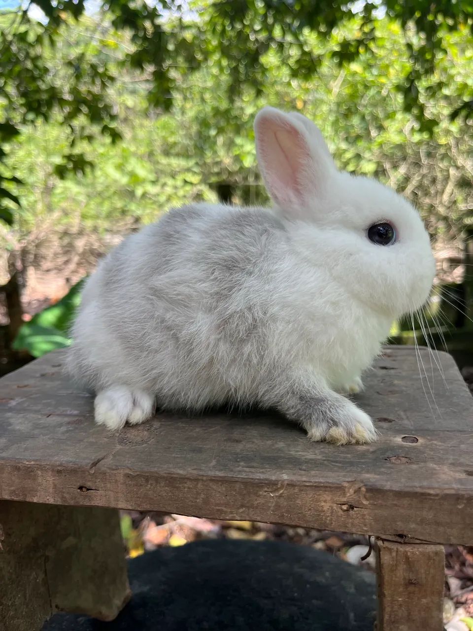 Mini coelho Netherland  - Foto 2
