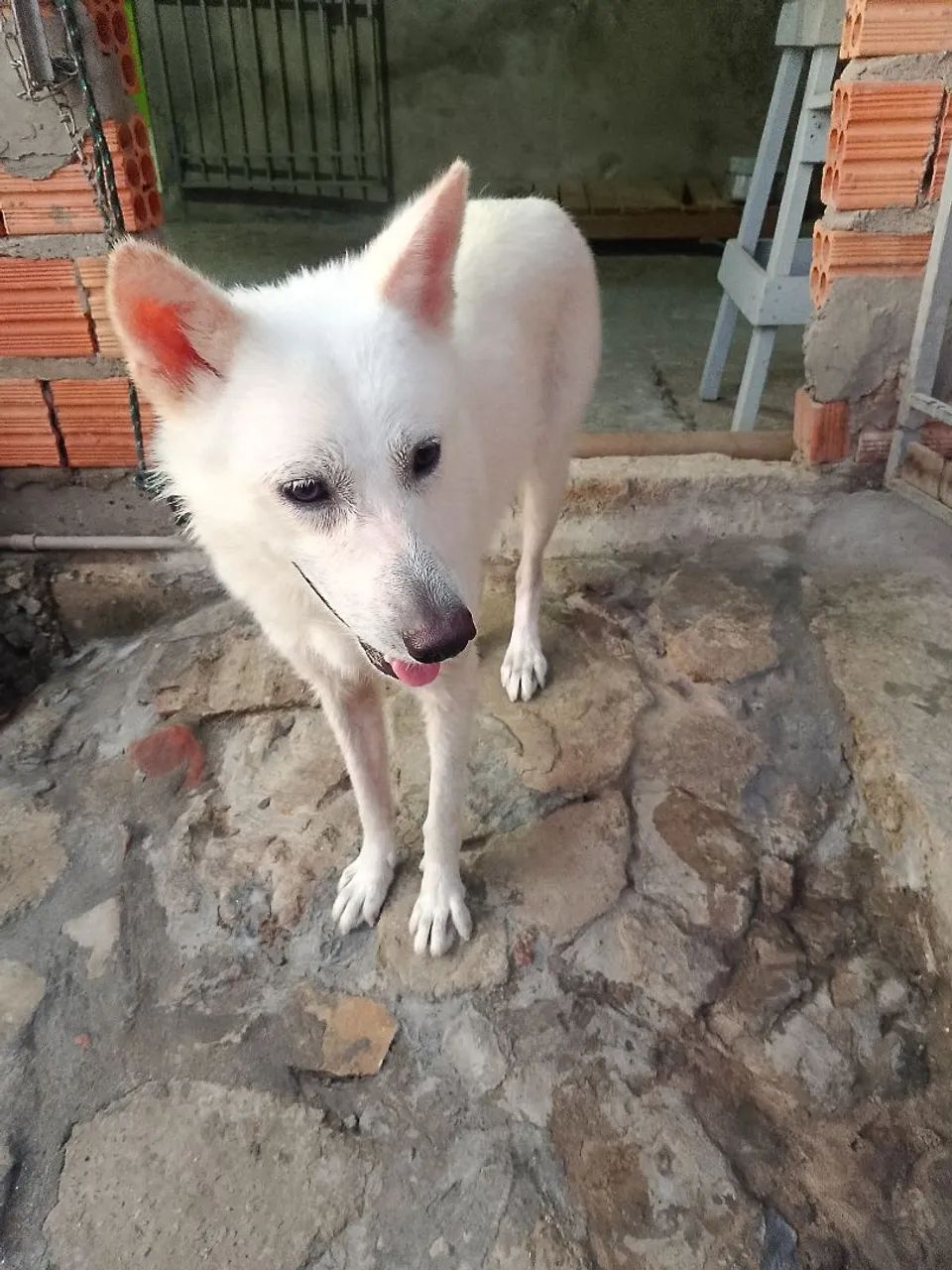 Animais - Foto 2