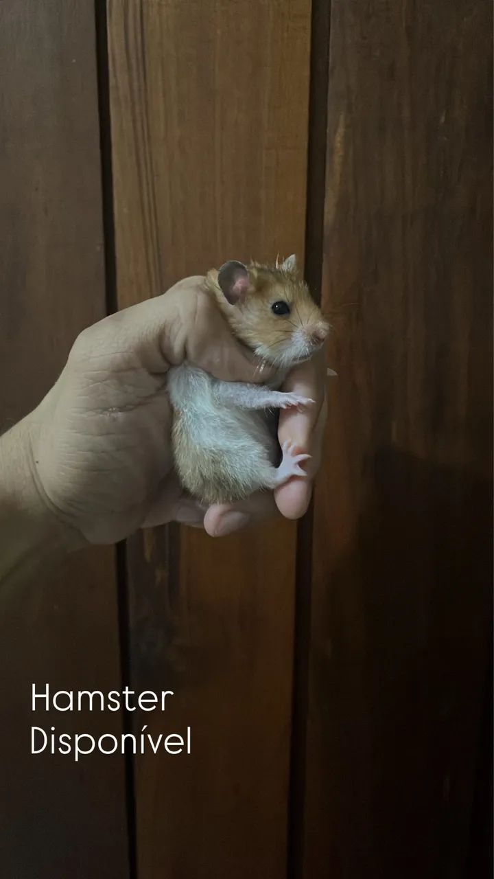 Hamster a venda 