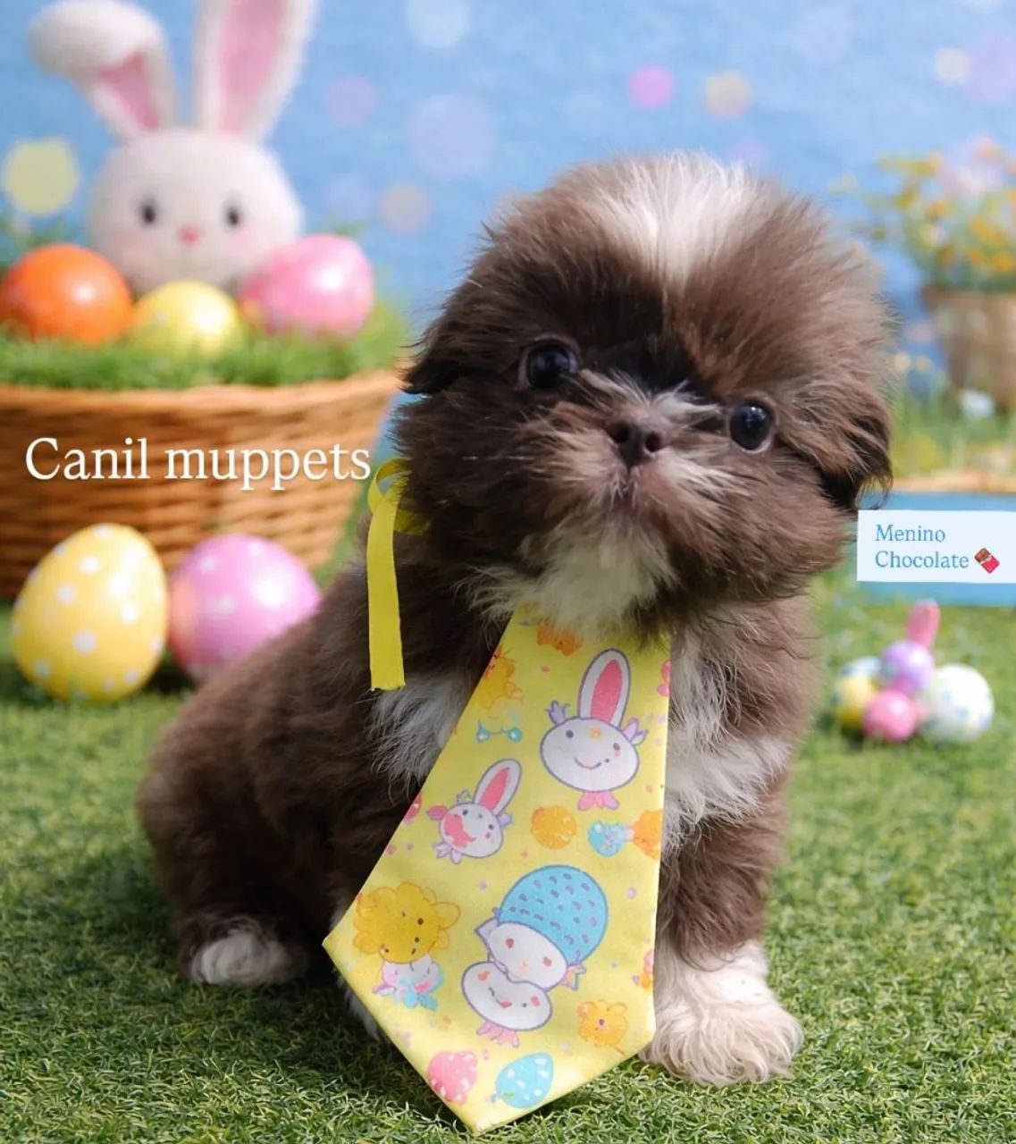 Shih tzu Macho com garantia 