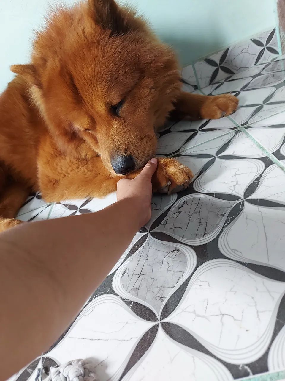 Chow-chow 100,00 - Foto 5