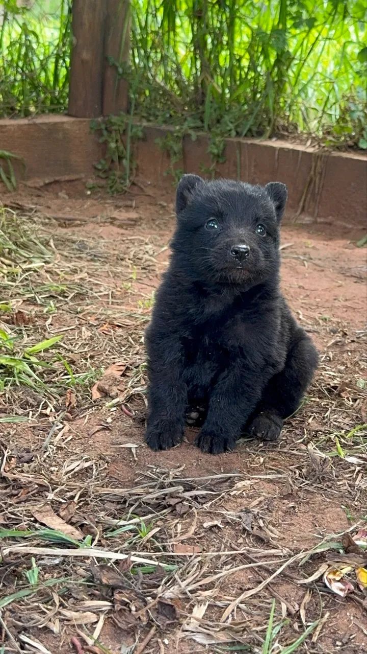 Filhotes de Pastor Belga Groenendael com Pedigree - Foto 5