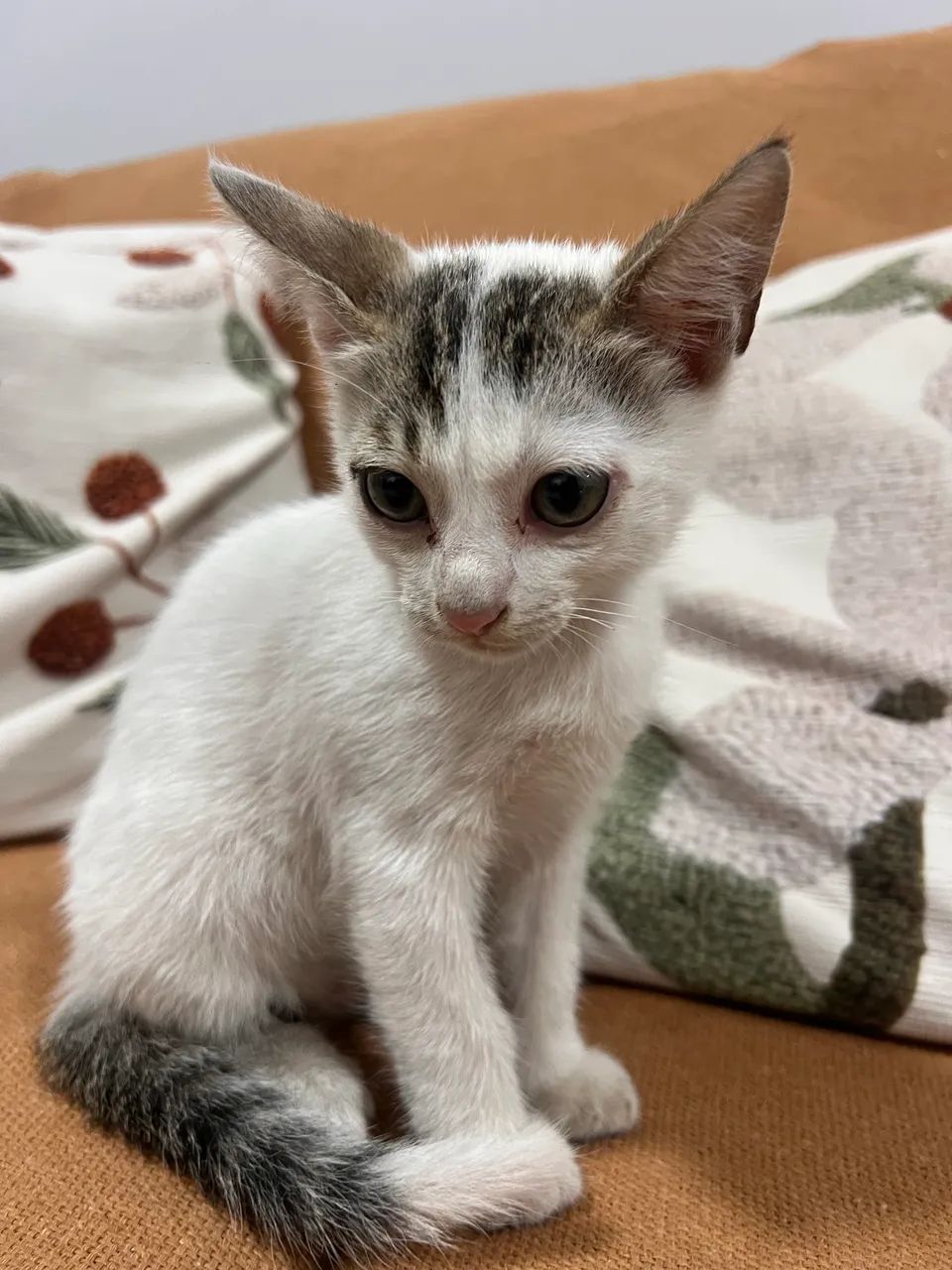 Doação de gato