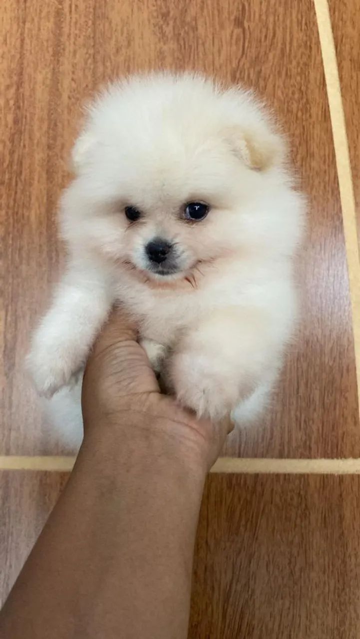 Spitz alemão 
