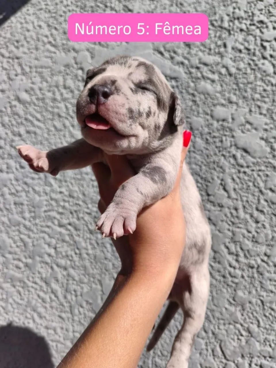 Cachorro Pit Monster - Foto 5
