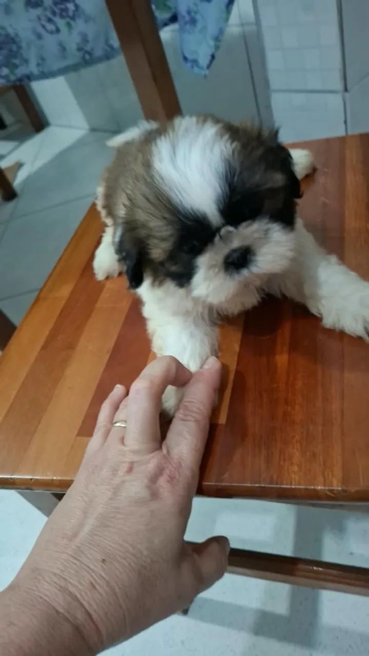 Cachorro  - Foto 5