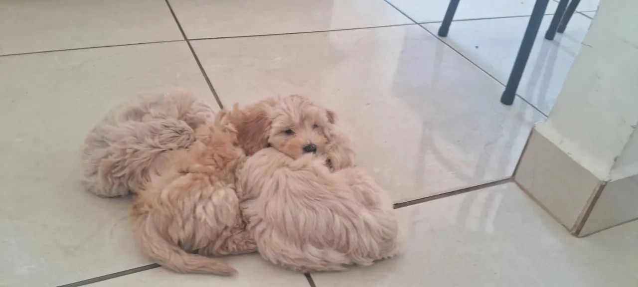Poodle - Foto 2