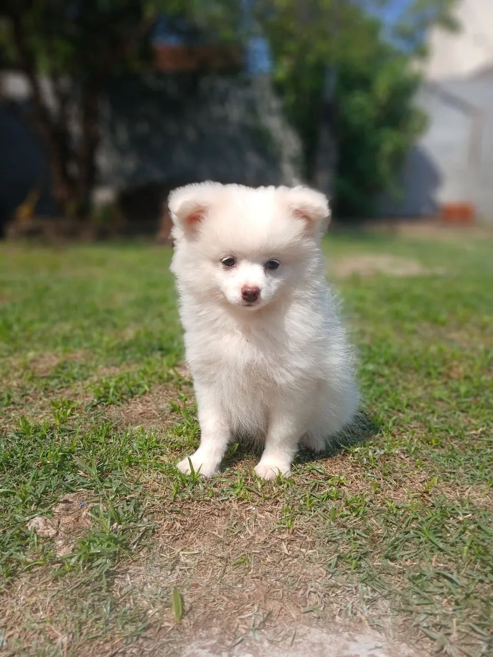 Filhotes de spitz alemão machos  - Foto 5