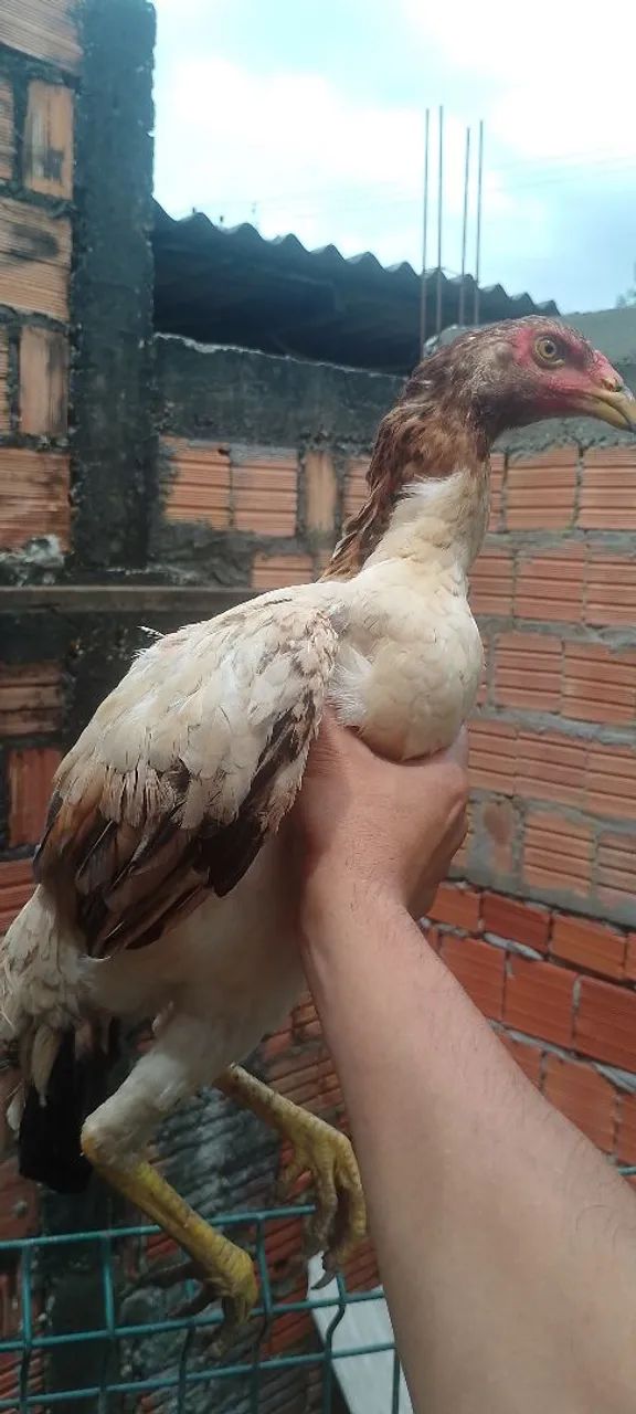 Franga carioca - Foto 3