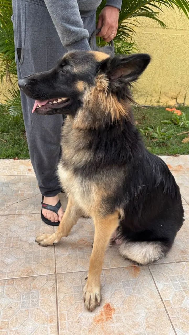 Filhotes de Pastor Alemão  - Foto 5