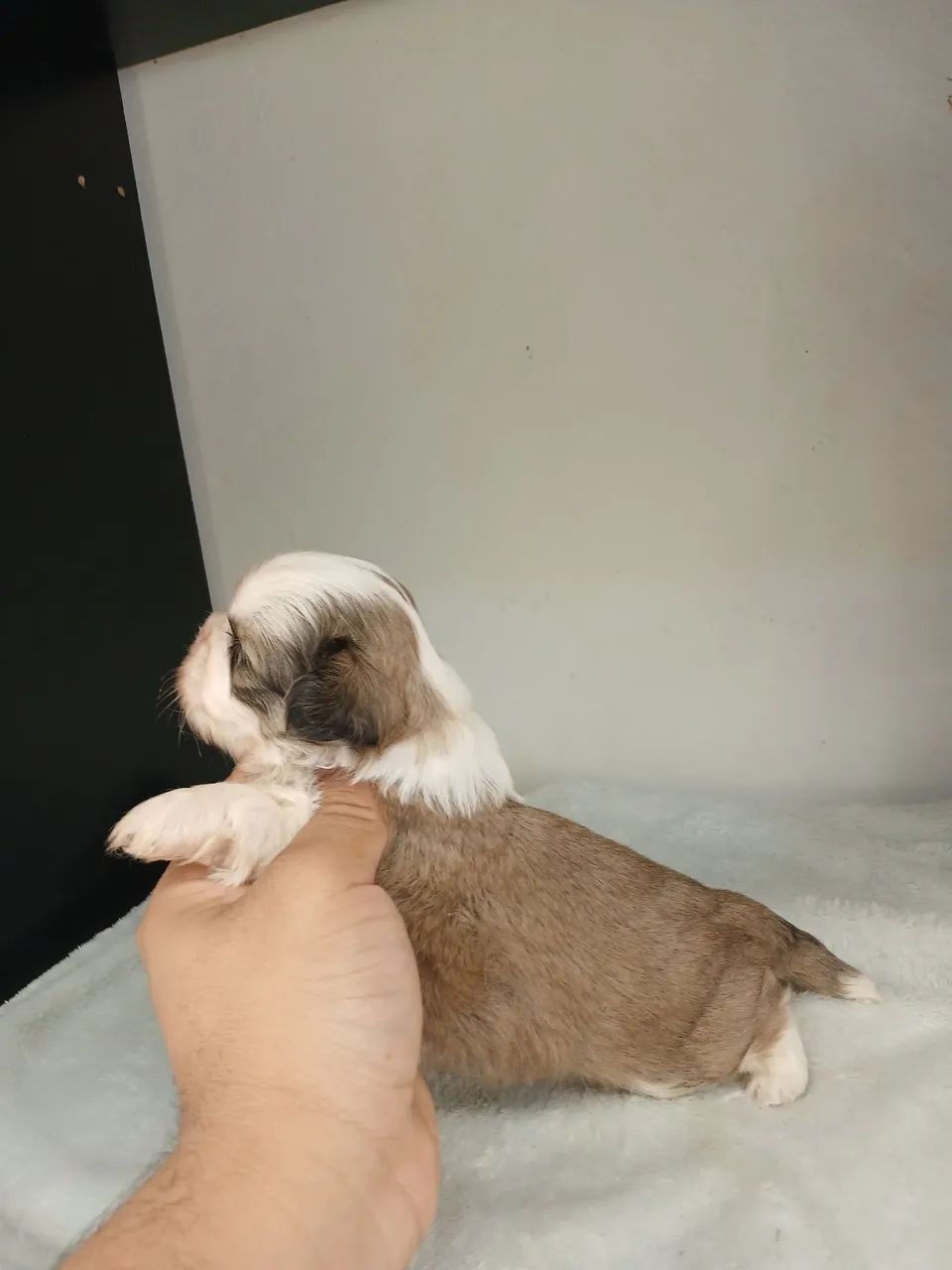 Shihtzu macho disponível para reserva  - Foto 6
