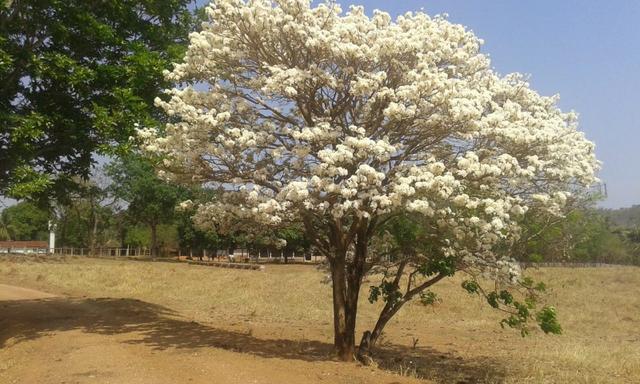 40 Alq. c/ 2 Rios + Cultura. Israelândia-GO. - Foto 20
