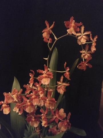 Orquídeas em floração - Foto 5