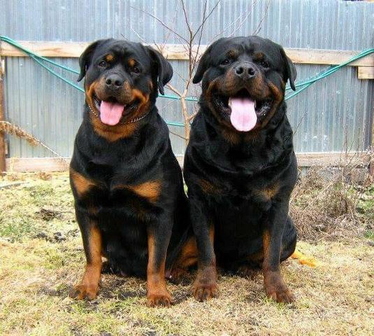 Rottweiler alto padrão