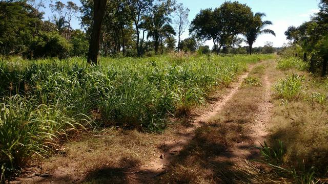 Vende-se um sítio beira de Rio Cuiaba 36 hec em Rosário Oeste - Foto 2