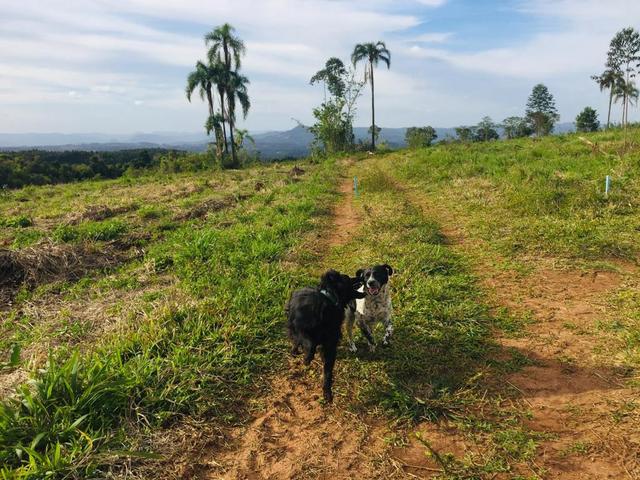 Imperdível - Entrada de 12 mil em uma maravilhosa Chácara Escriturada!! - Foto 4