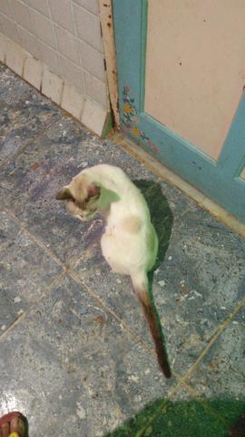 Gato mancinho castrado
