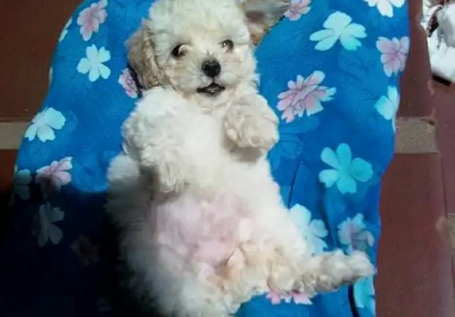 Poodle Toy legitima - Foto 2