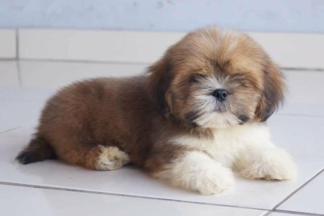 Lhasa Apso lindos machinhos disponíveis!