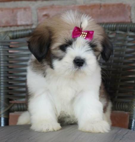 Lhasa Apso fêmea disponível! - Foto 4