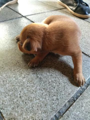Filhote miniatura pinscher - Foto 5