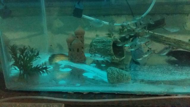 Aquario - Foto 5
