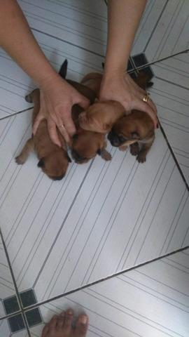 Vendo chow chow raça pura tem apenas 12 dias preço a negociar - Foto 3