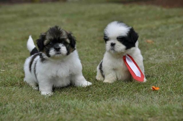 Microchipados Atestado de Saúde e Pedigree grátis Shih Tzu - Foto 4