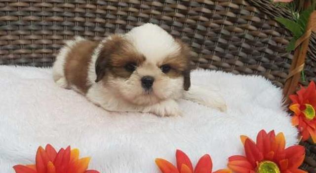 Shih Tzu Mini lindos macho com pedigre e Garantia de Saude - Foto 2