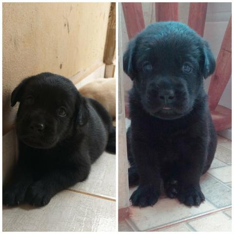 Vendo filhote de labrador (fêmea)