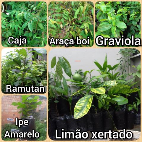 Mudas frutiferas - Foto 4
