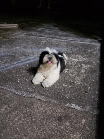Shih tzu - Foto 2