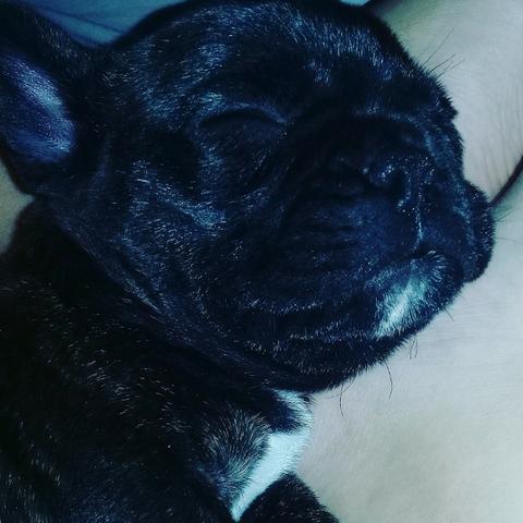 Bulldog Francês