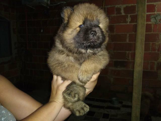 Chow Chow legítimos
