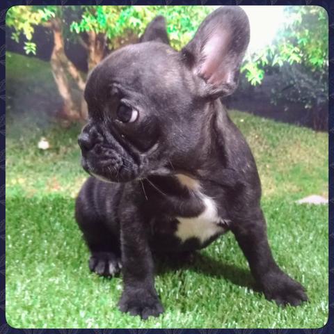 Bulldog francês - Foto 3