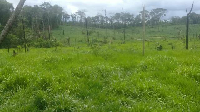 Vendo área de terra com com 15 cabeça de gado