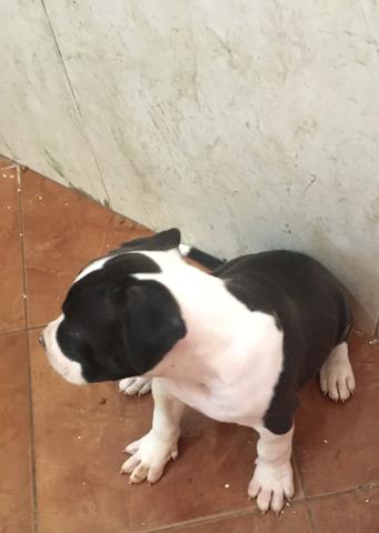 Vendo filhote de pitbull macho - Foto 4