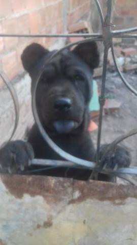 Vendo chow-chow adulto valor.1.2oo