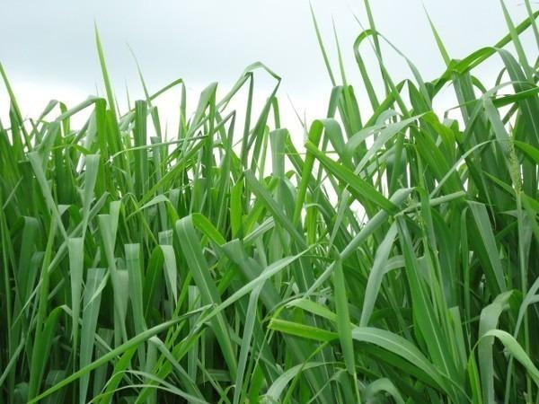Sementes de Capim Panicum Maximum Mombaça Peletizada 10 kg - 80% - Foto 3
