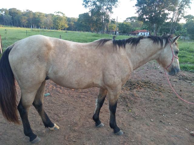 Cavalo inteiro - Foto 5