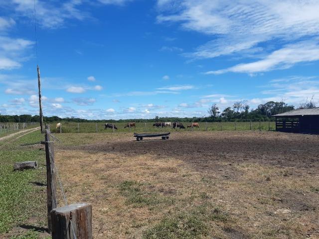 Fazenda com 160 hectares em Mucajai/RR, ler descrição do anuncio - Foto 13
