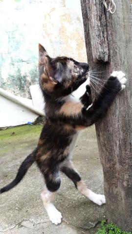 Gata para adoção