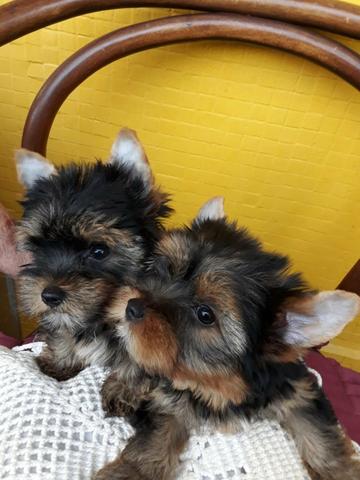 YorkShire Terrier - fêmeas - Foto 3