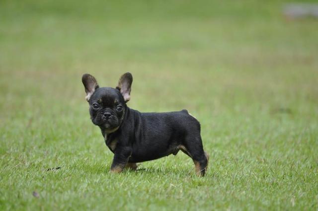 Exóticos e cores padrão da raça Bulldog francês - Macho black And Tan Top